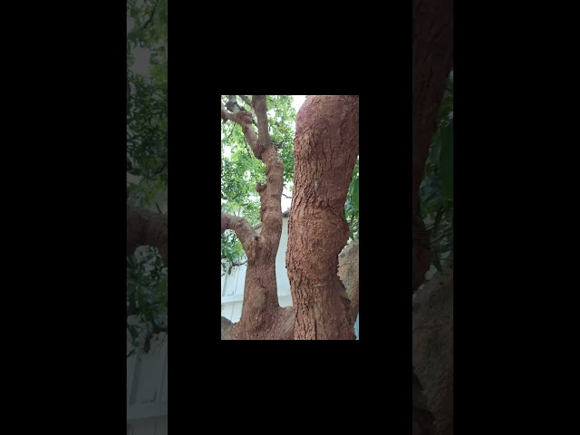 Indian Cicadas- Mylavaram