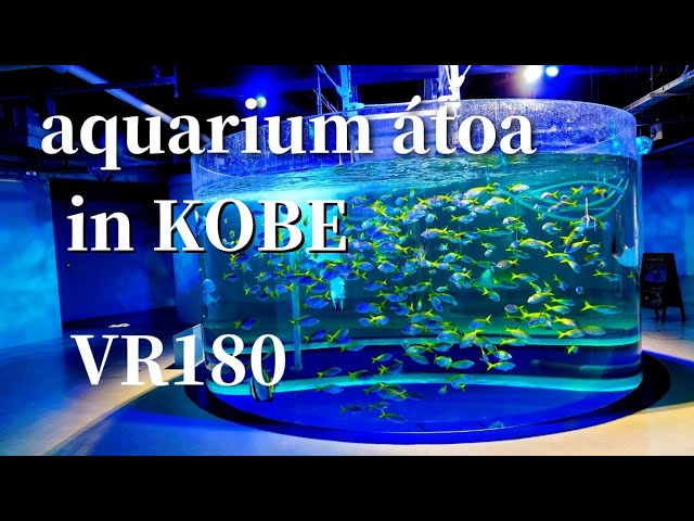 [VR180 3D] Aquarium at Atoa in Kobe 01 都市型水族館átoa(アトア) メイン水槽