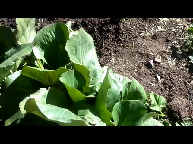 Дачное уличное растение с большими бутонами с твердыми цветами