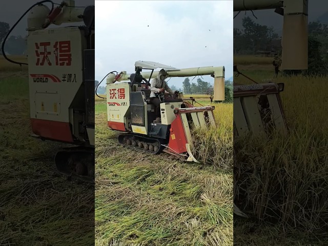 COMBINE HARVESTER WORLD eps 80 #kombisawah #combineharvester #automobile