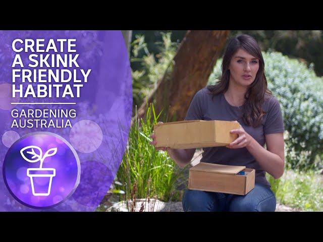 How to create skink friendly habitat in your garden | Australian Flora & Fauna | Gardening Australia