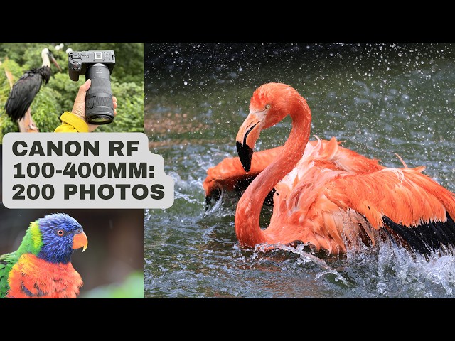 Canon RF 100-400mm f/5.6-8 Review + 200 Sample Photos Shot with Canon R6 V