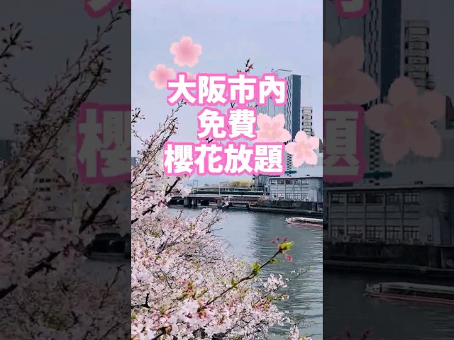 一年只開放7日！大阪造幣局櫻花放題，300棵櫻花大飽眼福！ #櫻花 #大阪自由行