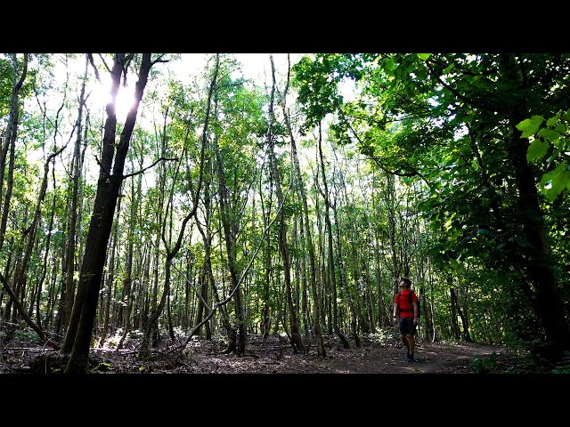Hiking Alone in Magical UK Forest Trail | Hiking Vlog