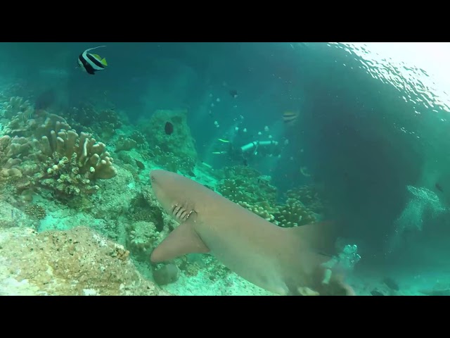 Kapalai Underwater 360 Video