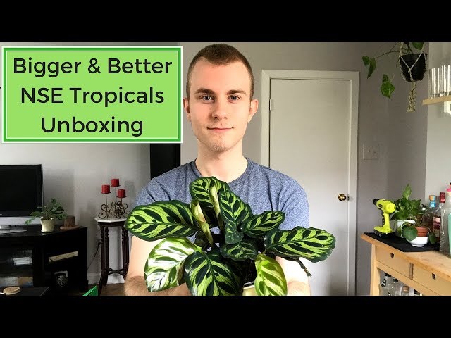 Bigger & Better NSE Tropicals Houseplant Unboxing