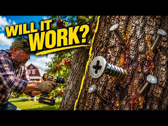 3 SHOCKING Methods to Make ANY Fruit Tree Produce MORE Fruit FAST