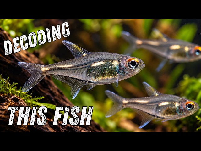 The Mysterious Morse Code Tetra