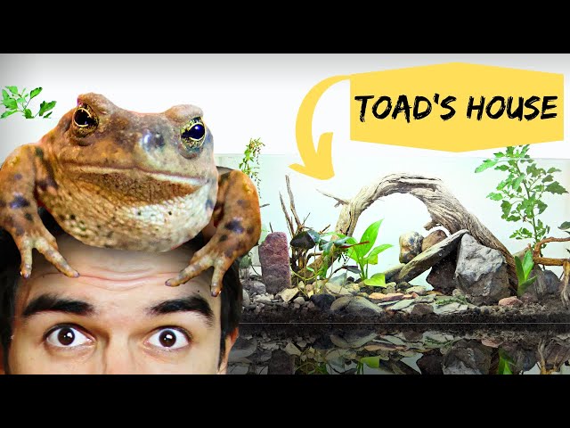 I Made a Toad’s Paradise Bio-active Terrarium