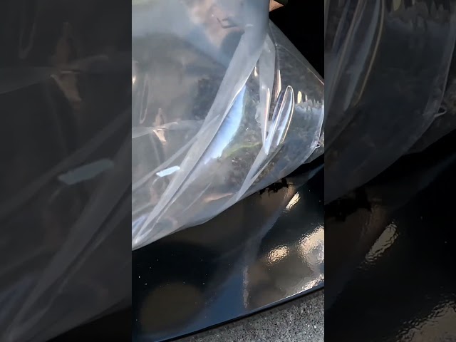 Wasps hate this one simple trick