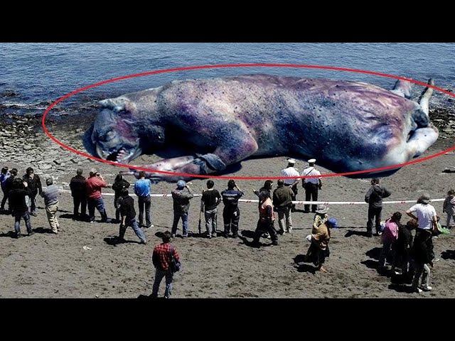 20 Scariest River Monsters on the Planet
