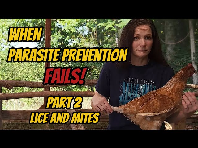 Don't Let PARASITES Destroy Your Flock! [PART 2: Lice and Mites]