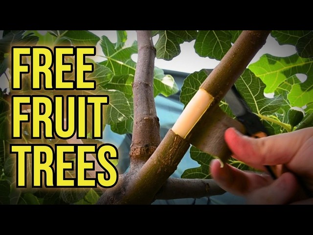 This One Trick Makes Fruit Tree Propagation Stupidly Easy