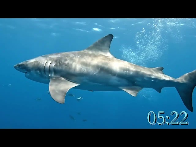 10 minute relaxing shark countdown timer calm ocean music for focus study classroom relaxation