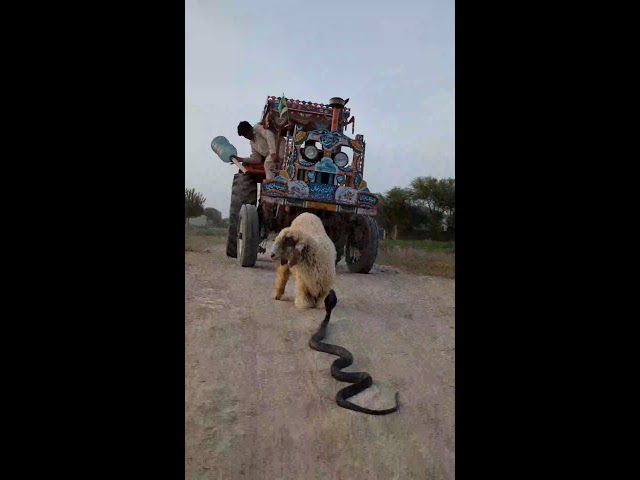 The Snake hunter Live Stream