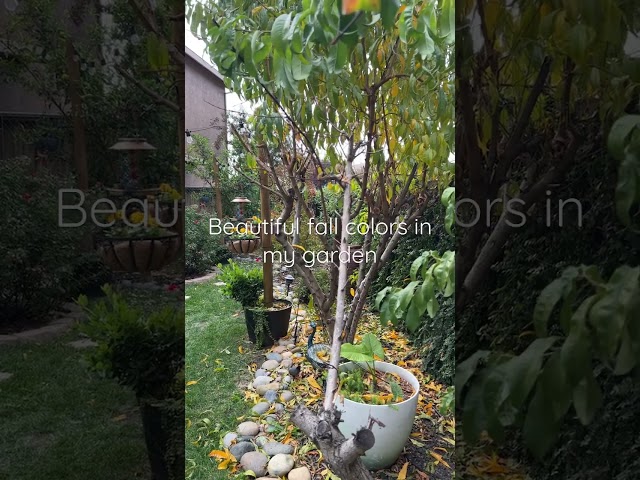 Beautiful fall colors in my garden
