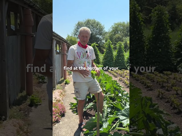 Harvests of Courgettes & Multi-sown Beetroot