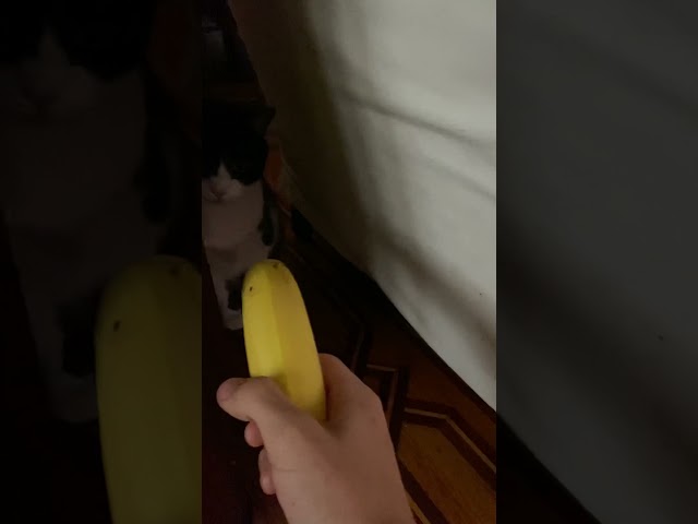 Banan a