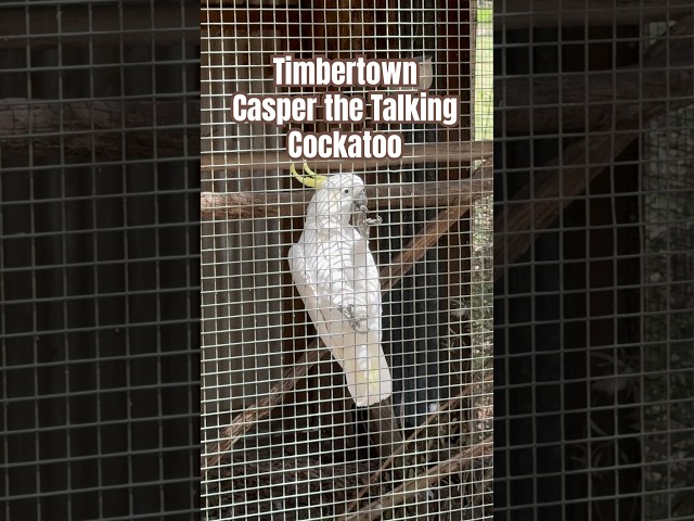 Timbertown - Casper the Talking Cockatoo #shorts #travel #urbanexploration #birds