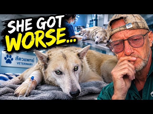 I Took My Dog to the Vet… Then She Suddenly Got Worse