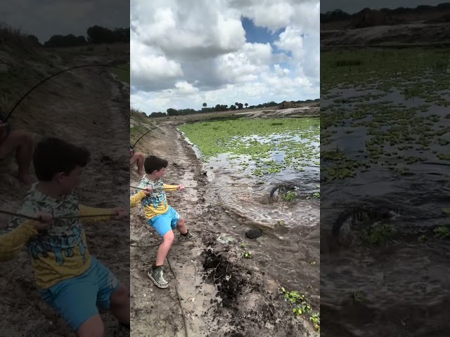 HUGE ALLIGATOR CAPTURED! 12/15 #viral #short #youtubeshorts #shorts #viralvideo #youtube #shortvideo
