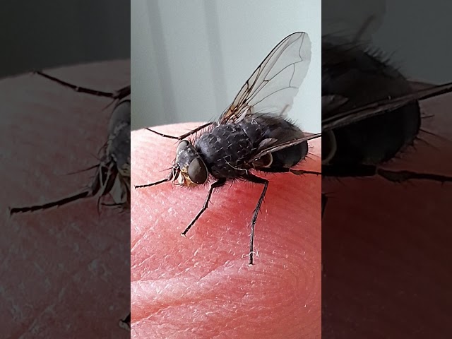 Why Flies are Important to Forensics | #DeepLook #Shorts