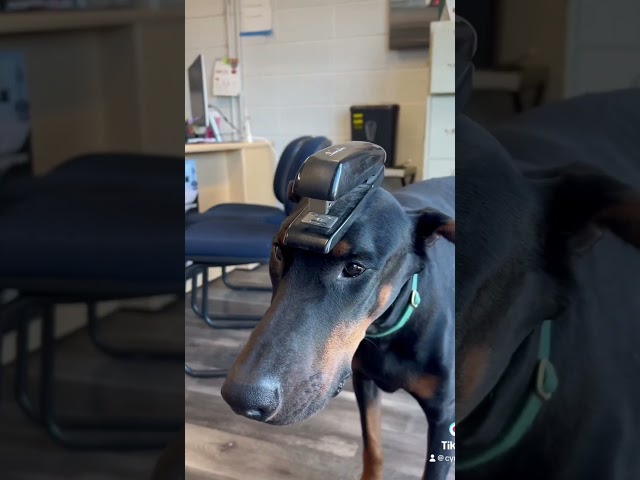 He’s is quite the talented pup!