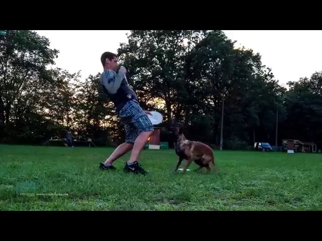 Funny Dog Akira Training Frisbee Video 4k