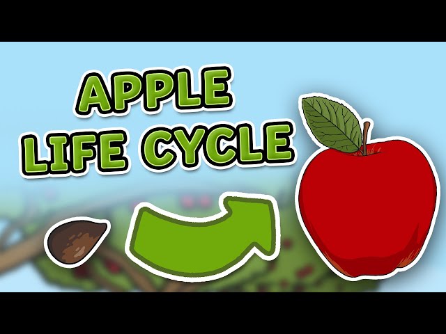 The Life Cycle of An Apple | Apple Life Cycle | Science for Kids!