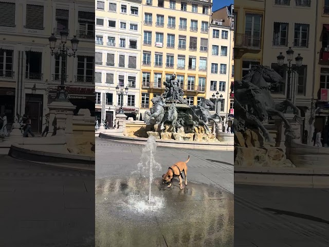 Dog vs. Water Fountain ⛲️the refreshing mist 💦#animals #puppy #watersound #hotweather #waterfall