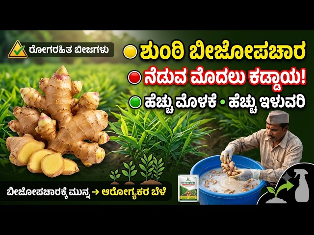 ಶುಂಠಿ ಬೀಜೋಪಚಾರ ಸಂಪೂರ್ಣ ಮಾಹಿತಿ | ನಾಟಿಗೂ ಮುನ್ನ Rhizome Treatment ಹೇಗೆ ಮಾಡಬೇಕು? | Ginger Seed Treatment