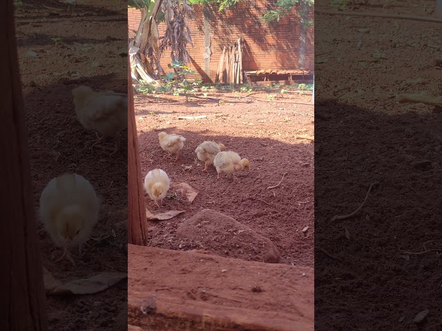 Pintinhos no lote, veja