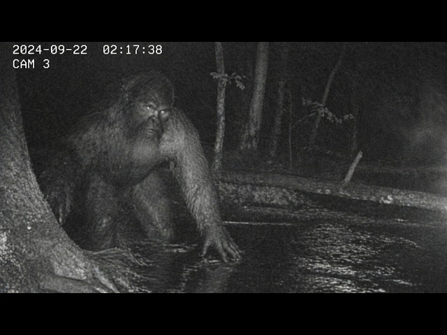 INSANE Trail Cam Footage No One Can EXPLAIN