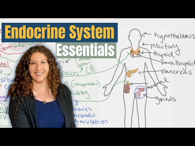 MCAT Biology: Endocrine System Essentials