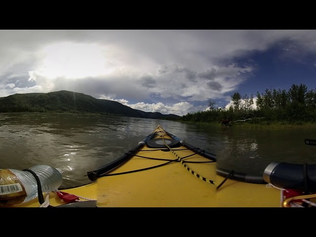 Yukon River Moose