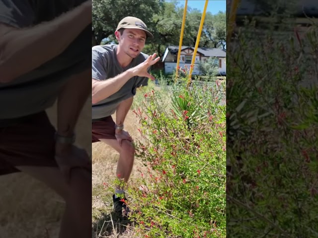 The Texas Native Plant That Brings Hummingbirds Daily