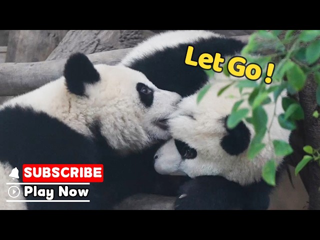 No Biting The Face! | iPanda