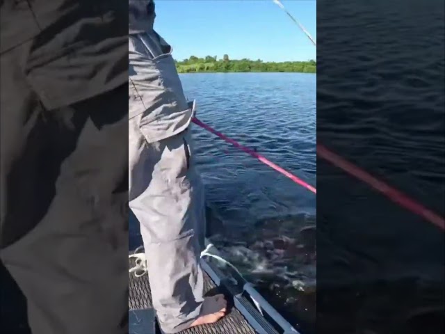 HUGE ALLIGATOR CAPTURED! 12/20 #viral #short #youtubeshorts #shorts #viralvideo #youtube #shortvideo