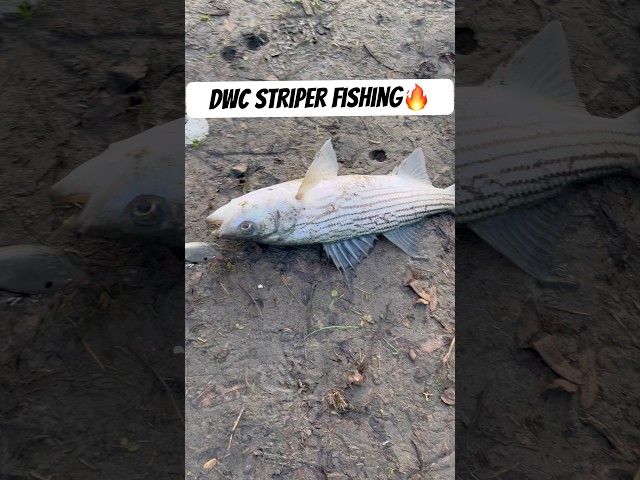 Sacramento Deep Water Channel Striper Fishing Bite is Heating Up #fishing#sacramento