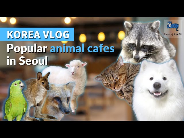 The Best Animal Cafes in Seoul, Korea | Cat, Dog, Sheep and Meerkat Cafe