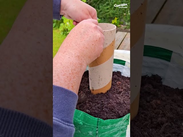 How to grow spinach in a sack — Part 2