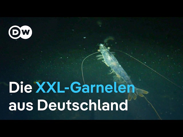 Haben Riesengarnelen aus deutscher Zucht eine Chance?