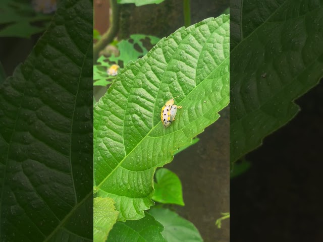 Bugs #newmusic #music #newartist