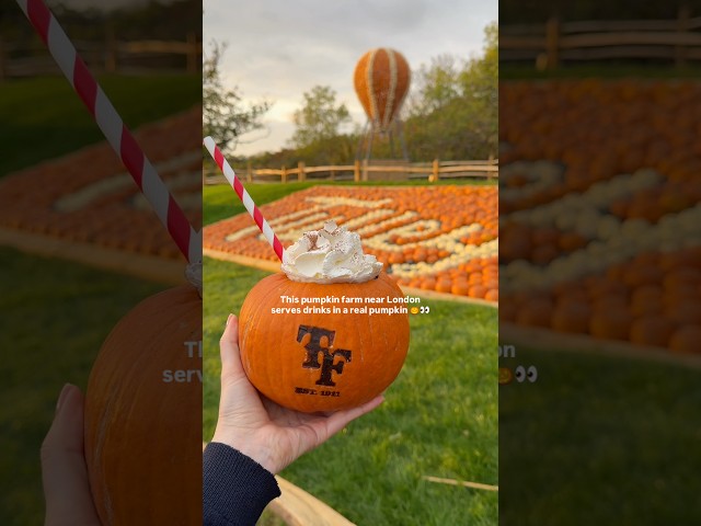 This pumpkin farm near London serves drinks in a real pumpkin 🎃👀 #pumpkinfarm #thingstodoinlondon