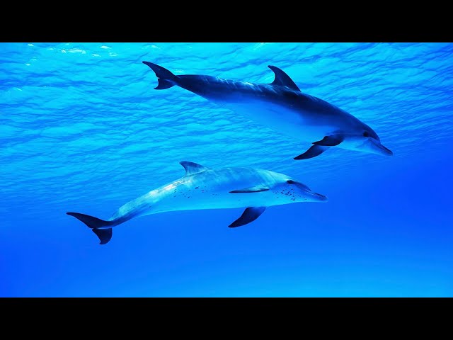 Music To Calm The Mind And Stop Thinking - Relax Music To Reduce Anxiety And Sleep