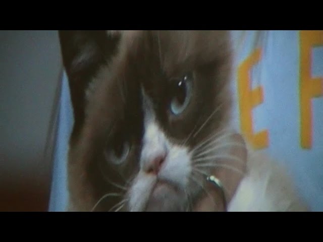 Exhaustive Vidcon 2014 058:Grumpy Cat's Worst Convention Ever?