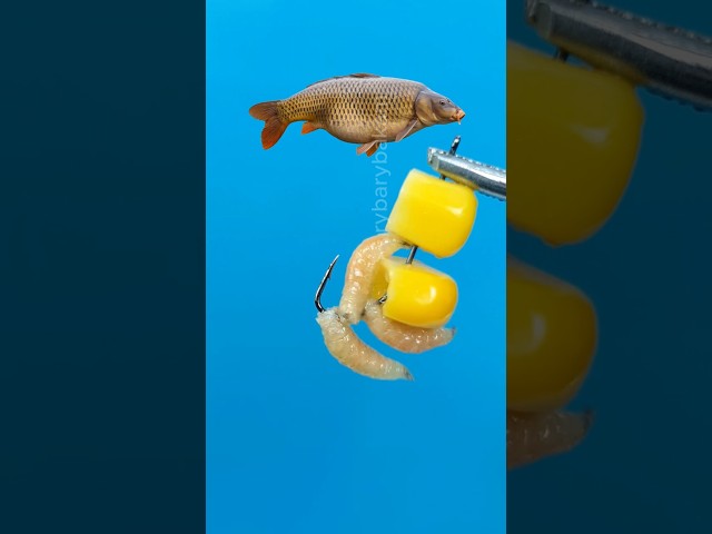 🔥My Go-To Carp Rig Combination! 🌽🐛 #shorts
