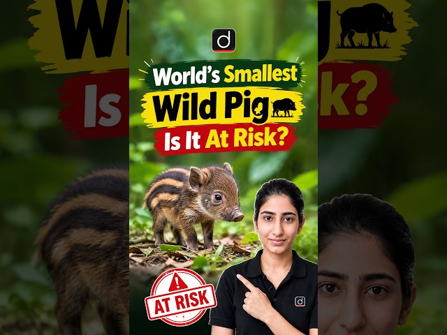 World's Smallest Wild Pig Is It At Risk? #PygmyHog #WildlifeConservation #NatureFacts