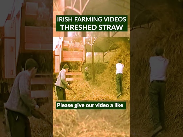 After threshing the corn, the remaining straw was used for bedding #ireland #irishfarming #threshing