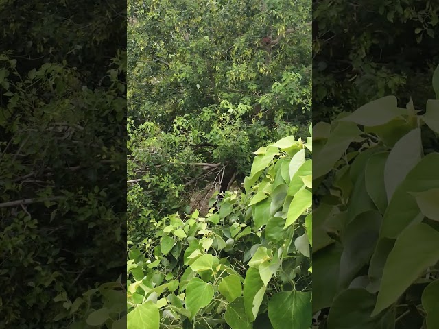 Nature Beauty | Saiyaara Song | Peaceful Vibes | Shorts Video|